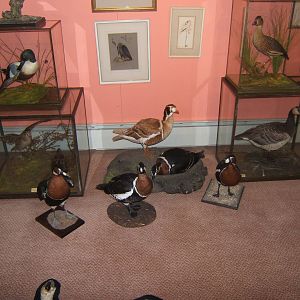 Private Collection owned by Christopher Marler