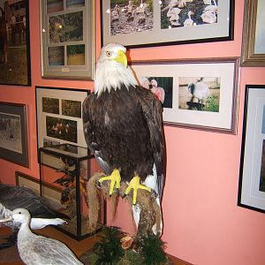 Private Collection owned by Christopher Marler