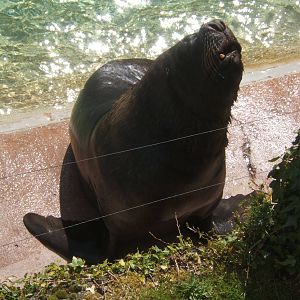 South American Sealion