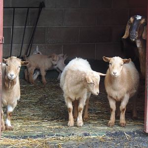 New England Farmyard- Goat Herd Portrait
