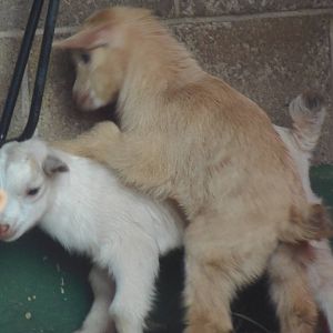 New England Farmyard- Newest Goat Kids