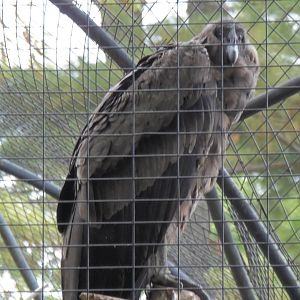Andean Condor