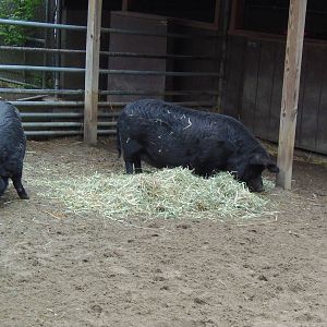 New England Farmyard- Guinea Hog Mothers