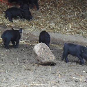 New England Farmyard- Guinea Hog Piglets