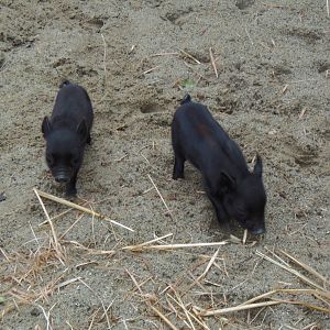 New England Farmyard- Guinea Hog Piglets