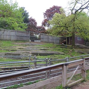 New England Farmyard- Sheep Exhibit With Cow in Background