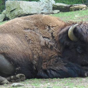 Sleepy Bison