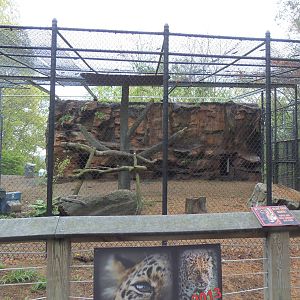 Predators- Amur Leopard Exhibit Construction