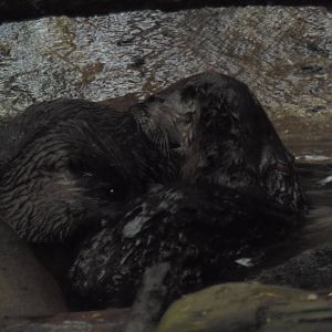 Alligator Alley- Otters Grooming