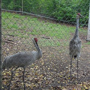 Alligator Alley- Greater Sandhill Cranes