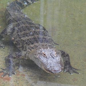Alligator Alley- Alligator