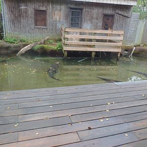 Alligator Alley- Alligator Pool