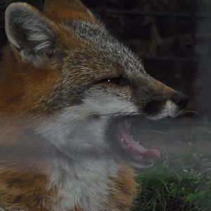 Alligator Alley- Gray Fox