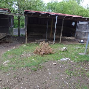 New England Farmyard- Dexter Cow Exhibit