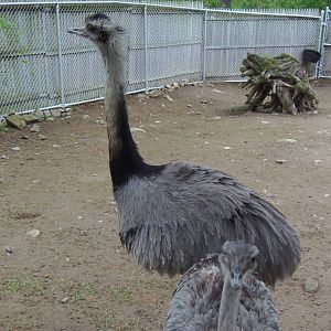 New England Farmyard- Greater Rheas