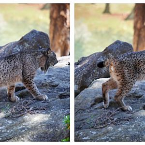 iberian lynx climbing rock