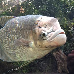 Jumbo Gourami