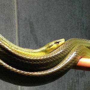 Red Tailed Green Ratsnake