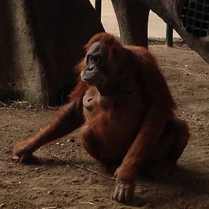 Sumatran Orangutan
