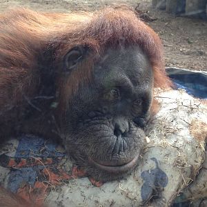 Sumatran Orangutan