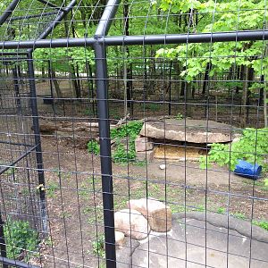 Second Sumatran Tiger Exhibit