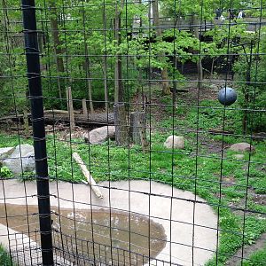 Part of the First Sumatran Tiger Exhibit
