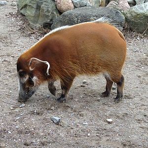 Red River Hog