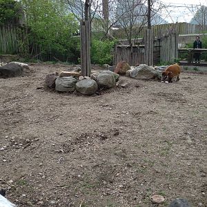Red River Hog Exhibit