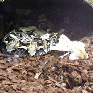 Gaboon Viper