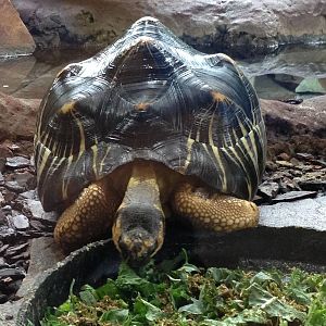 Radiated Tortoise