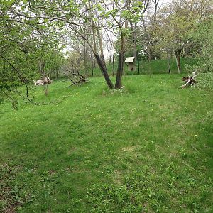 Wattled Crane Exhibit
