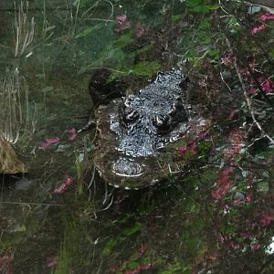 West African Dwarf Crocodile