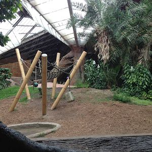 Main Indoor Gorilla Exhibit