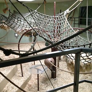 Smaller Indoor Gorilla Exhibit