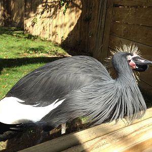 West African Crowned Crane