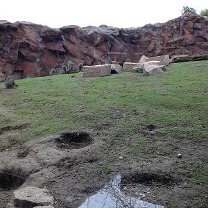 Part of the Olive Baboon Exhibit