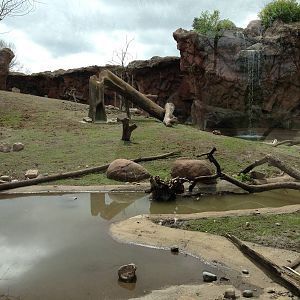 Part of the Olive Baboon Exhibit