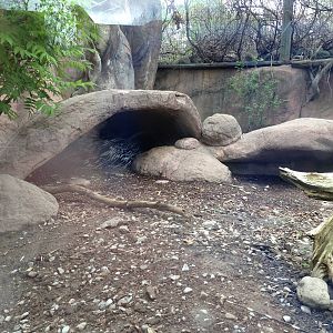 Crested Porcupine Exhibit