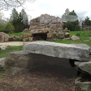 Spotted Hyena Exhibit