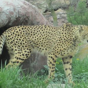 Cheetah