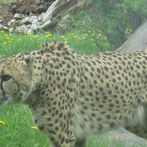 Cheetah