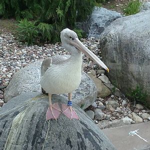 Pink Backed Pelican