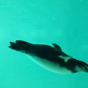 African Penguin