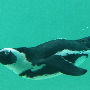 African Penguin