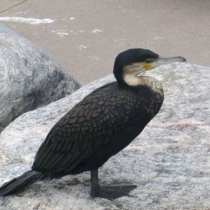 White Breasted Cormorant