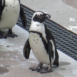 African Penguin