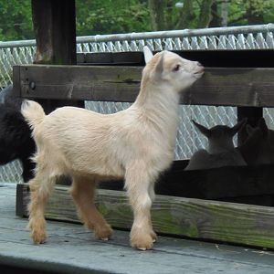 New England Farmyard- 4 Goat Kids