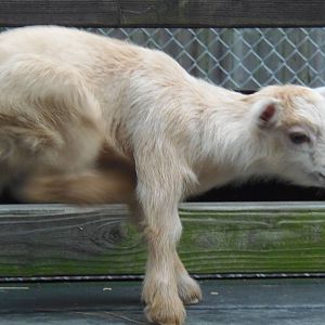 New England Farmyard- Nigerian Dwarf Goat Kid