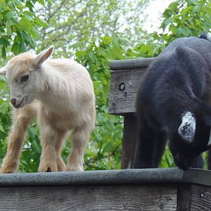 New England Farmyard- Nigerian Dwarf Goat Kids