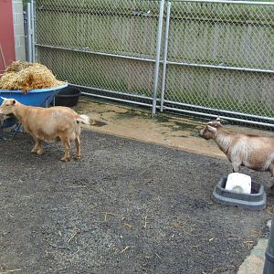 New England Farmyard- Goat Mothers